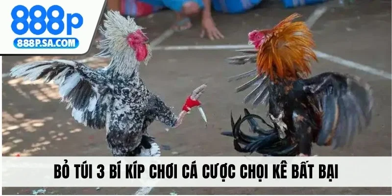 Bỏ túi 3 bí kíp chơi cá cược chọi kê bất bại