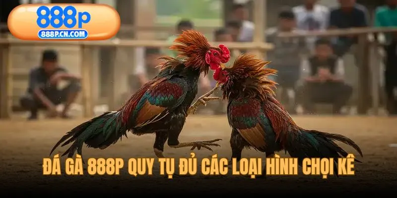 Đá gà 888P quy tụ đủ các loại hình chọi kê hot