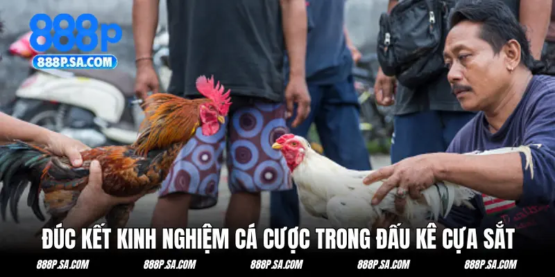 Đúc kết kinh nghiệm cá cược trong đấu kê cựa sắt