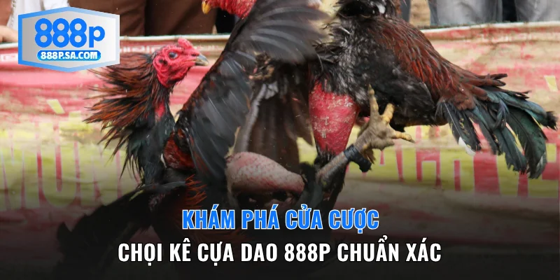 Khám phá cửa cược chọi kê cựa dao 888P