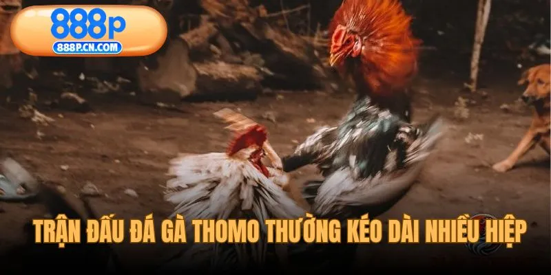 Trận đấu đá gà thomo thường kéo dài trong nhiều hiệp